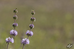 Creeping Sage and a Trip Report from Detroit Lake State Park! (+14 insets!)