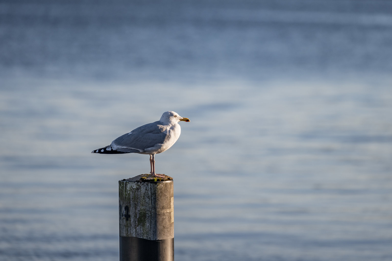 Silbermöwe (Larus argentatus)