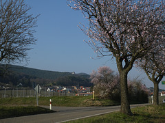 Mandelblüte an der Deutschen Weinstrasse bei Burrweiler