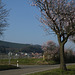 Mandelblüte an der Deutschen Weinstrasse bei Burrweiler