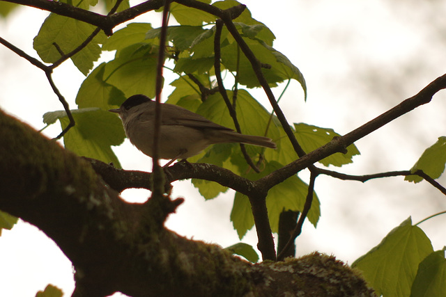 Male Blackcap at Aira Force