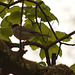 Male Blackcap at Aira Force