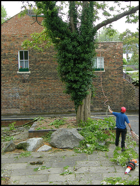 tree maintenance