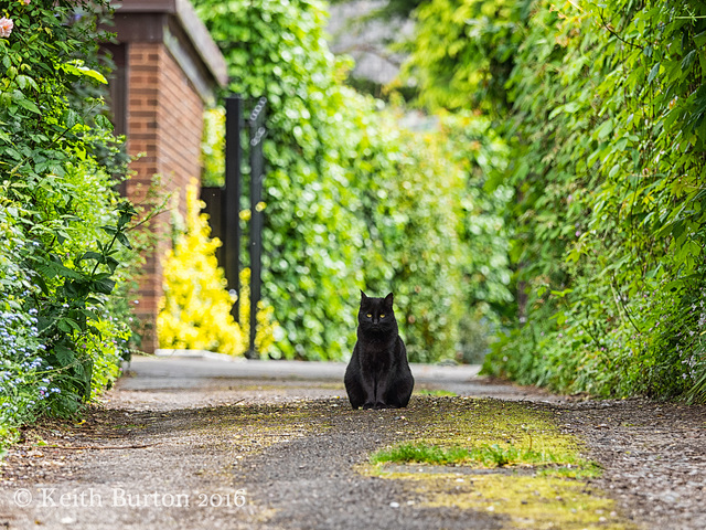 Guard Cat..!!