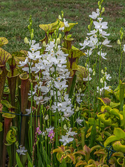 Calopogon tuberosus forma albiflorus (White form of Common Grass-pink orchid)