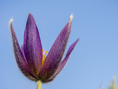 First Flower in the Garden