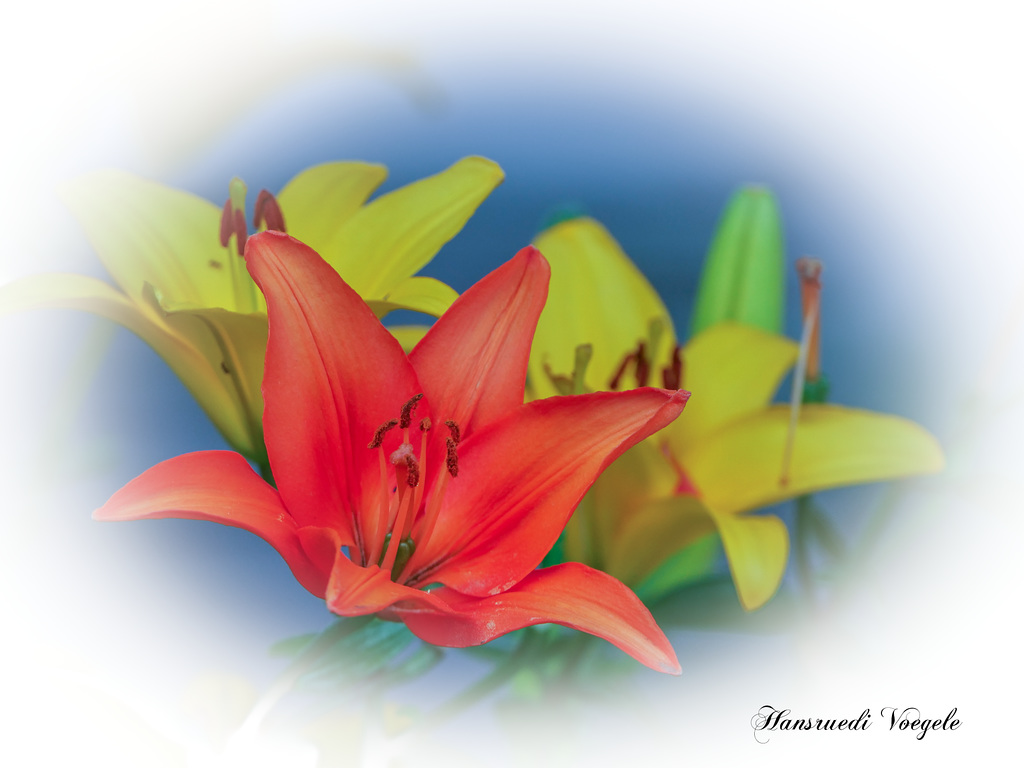 Lilien