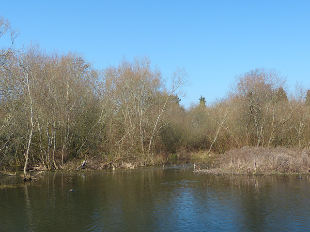 Bishop's Waltham North Pond (3) - 23 February 2019