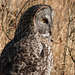 Great Gray Owl - from my archives