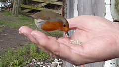 The Gazebo Robin's lunch break