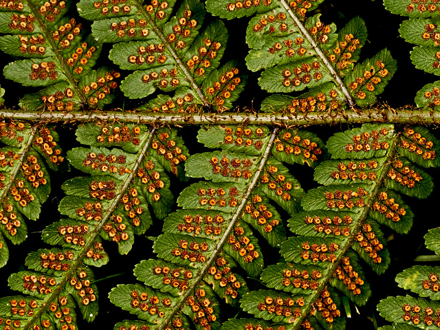 Fern Sporangia