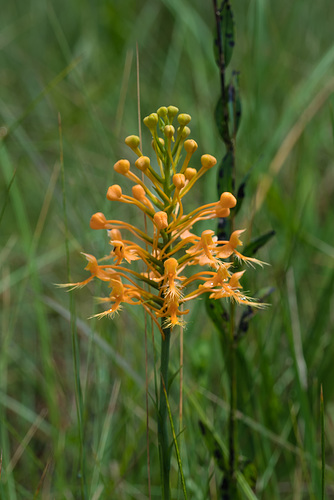 Platanthera ciliaris (Yellow Fringed orchid)