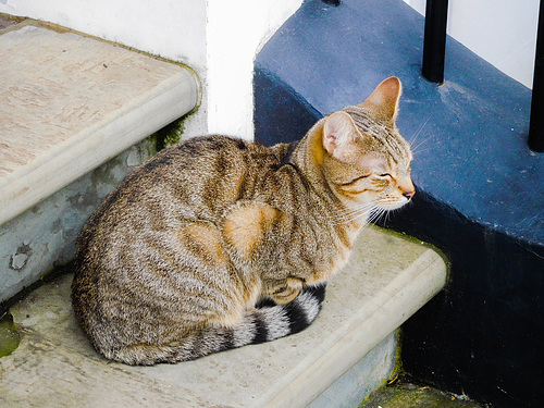 Cat on a step