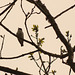 Male Pied Flycatcher at Aira Force