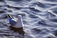 Black-Headed Gull