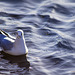 Black-Headed Gull