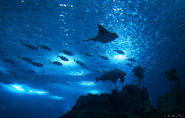 Oceanário de Lisboa (© Buelipix)