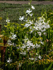 Calopogon tuberosus forma albiflorus (White form of Common Grass-pink orchid)