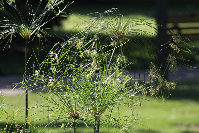 King Tut Grasses