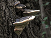 20170923 2957CPw [D~MI] Grauer Feuerschwamm (Phellinus igniarius), Großes Torfmoor, Hille