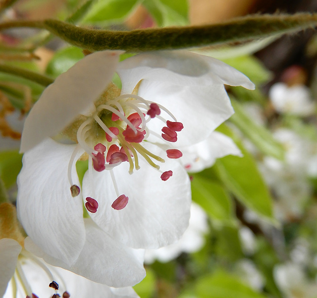 Spring has now arrived Spring has now arrived