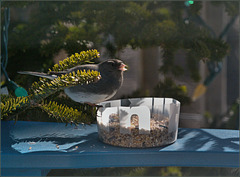 Snowbird feeding