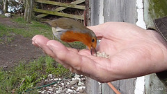 The Gazebo Robin's lunch break