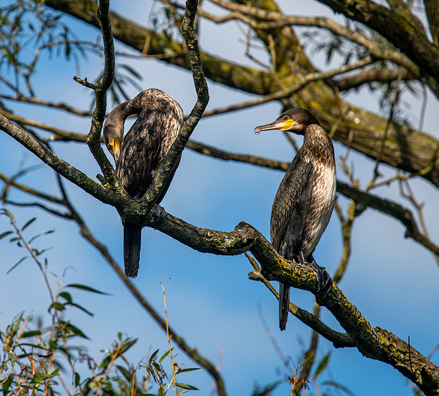 Cormorants