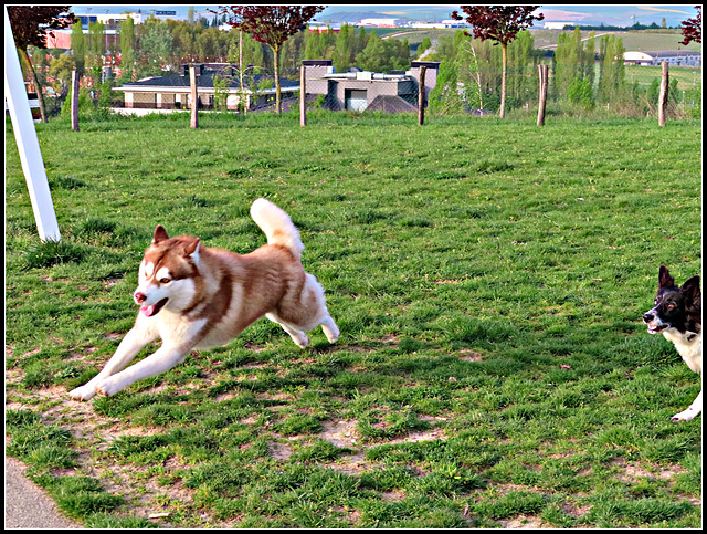 Maple y Vilma