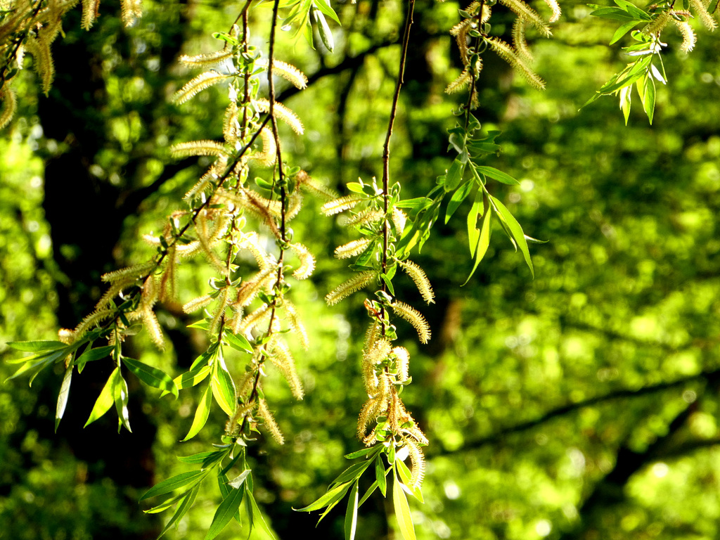 Willow catkins