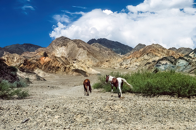 wild horses