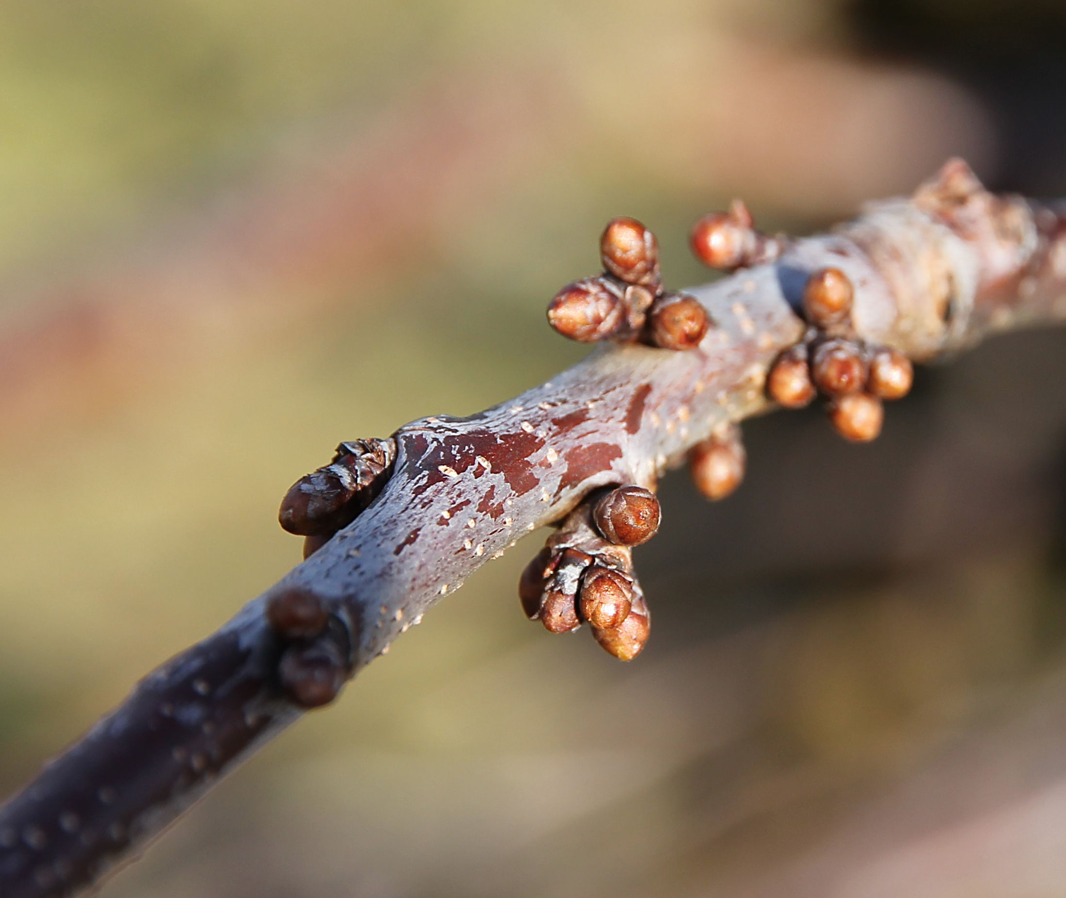 Obstbaumsprossen - Fruit tree sprouts - Pousses d'arbres fruitiers