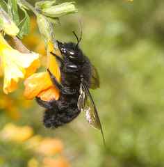 IMG 1964 Carpenter Bumblebee