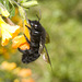 IMG 1964 Carpenter Bumblebee