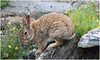EF7A4861 Rabbit
