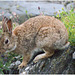 EF7A4861 Rabbit