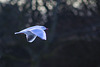 Black-Headed Gull in Flight