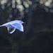 Black-Headed Gull in Flight