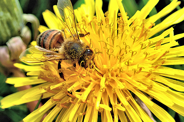 Honey Bee On Dandelion Honey Bee On Dandelion