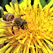 Honey Bee On Dandelion