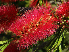 Callistemon aka bottle brush