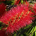 Callistemon aka bottle brush