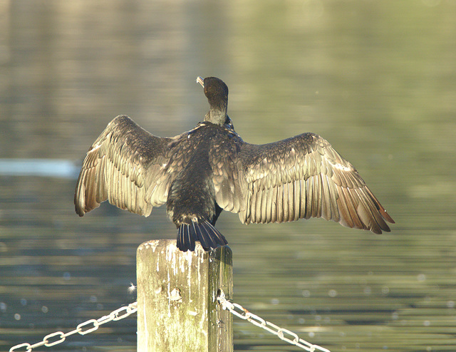 EF7A2197cormorant