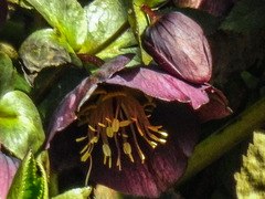 20180330 3297CPw [D~LIP] Christrose (Helleborus niger), Bad Salzuflen