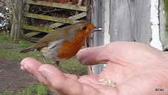 The Gazebo Robin's lunch break