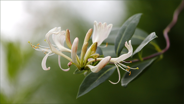 Lonicera