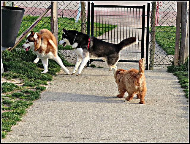 Maple, Balto y Balú