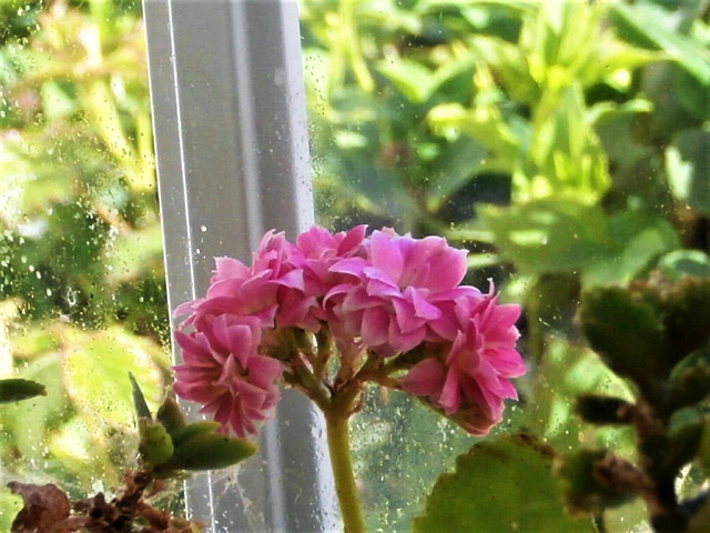 The only bit of pink flower that is still flowering
