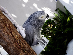 Chico, Amália's Parrot