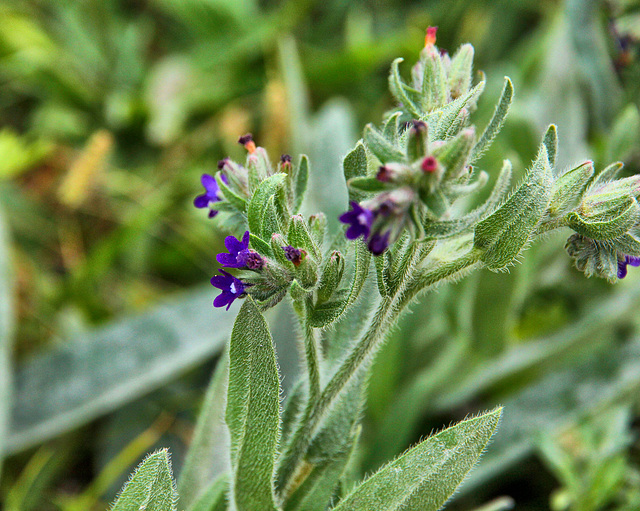 Gewöhnliche Ochsenzunge - Anchusa officinalis)